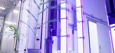 Plant entering the ARIS  RGB Chlorophyll fluorescence imaging cabinet at Purdue Universities AAPF facility. High resolution imaging of mature corn plants