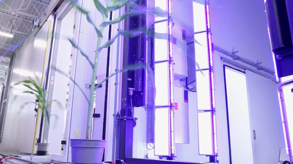 Plant entering the ARIS  RGB Chlorophyll fluorescence imaging cabinet at Purdue Universities AAPF facility. High resolution imaging of mature corn plants