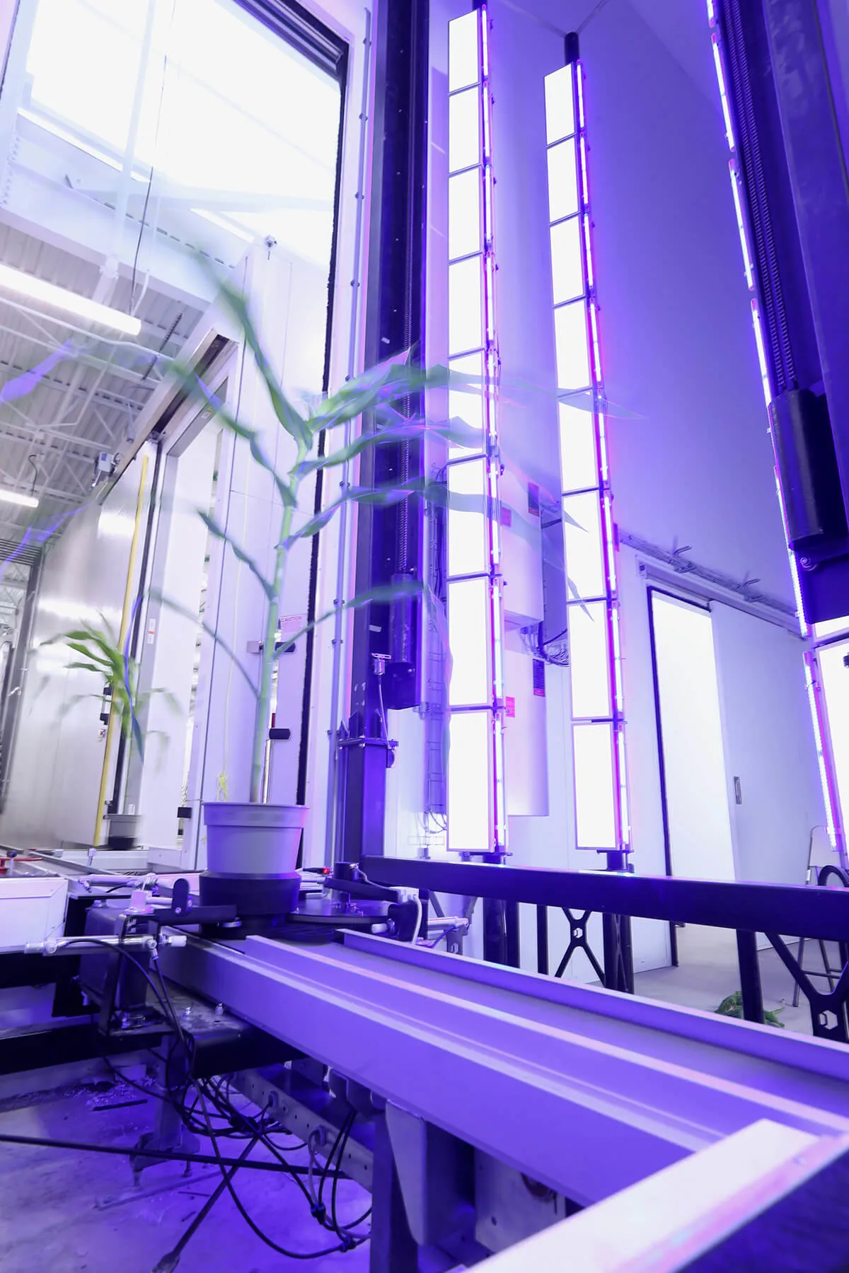 Plant entering the ARIS  RGB Chlorophyll fluorescence imaging cabinet at Purdue Universities AAPF facility. High resolution imaging of mature corn plants