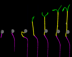 Timeseries for development of single seedling. Photo credits: PhenoLytics GmbH