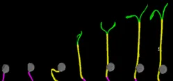 Timeseries for development of single seedling. Photo credits: PhenoLytics GmbH