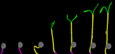Timeseries for development of single seedling. Photo credits: PhenoLytics GmbH