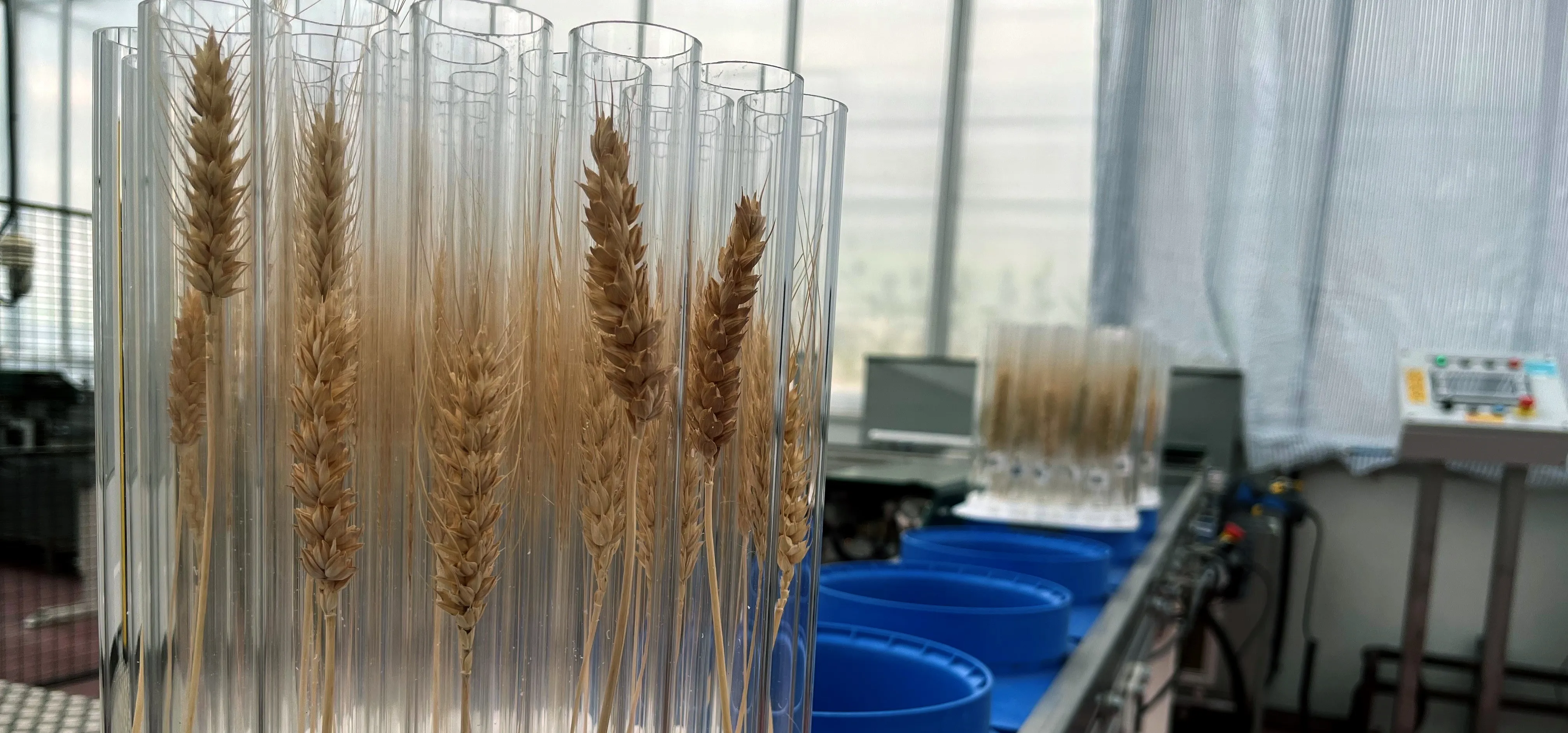 Sample holder loaded with ears for which will be non-destructively segmented and measured as individual grains
