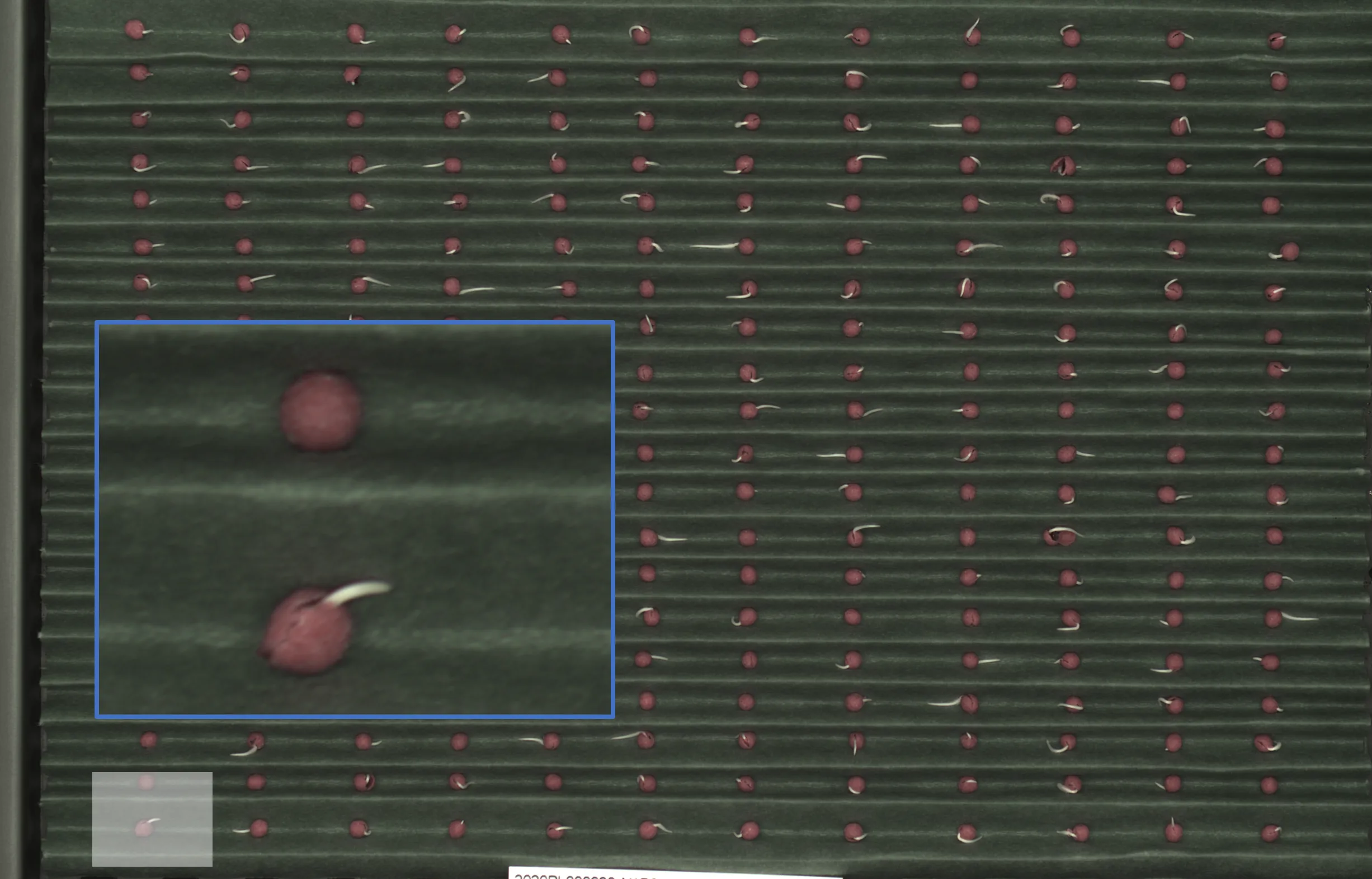 High resolution image data tray based radicle emergence 